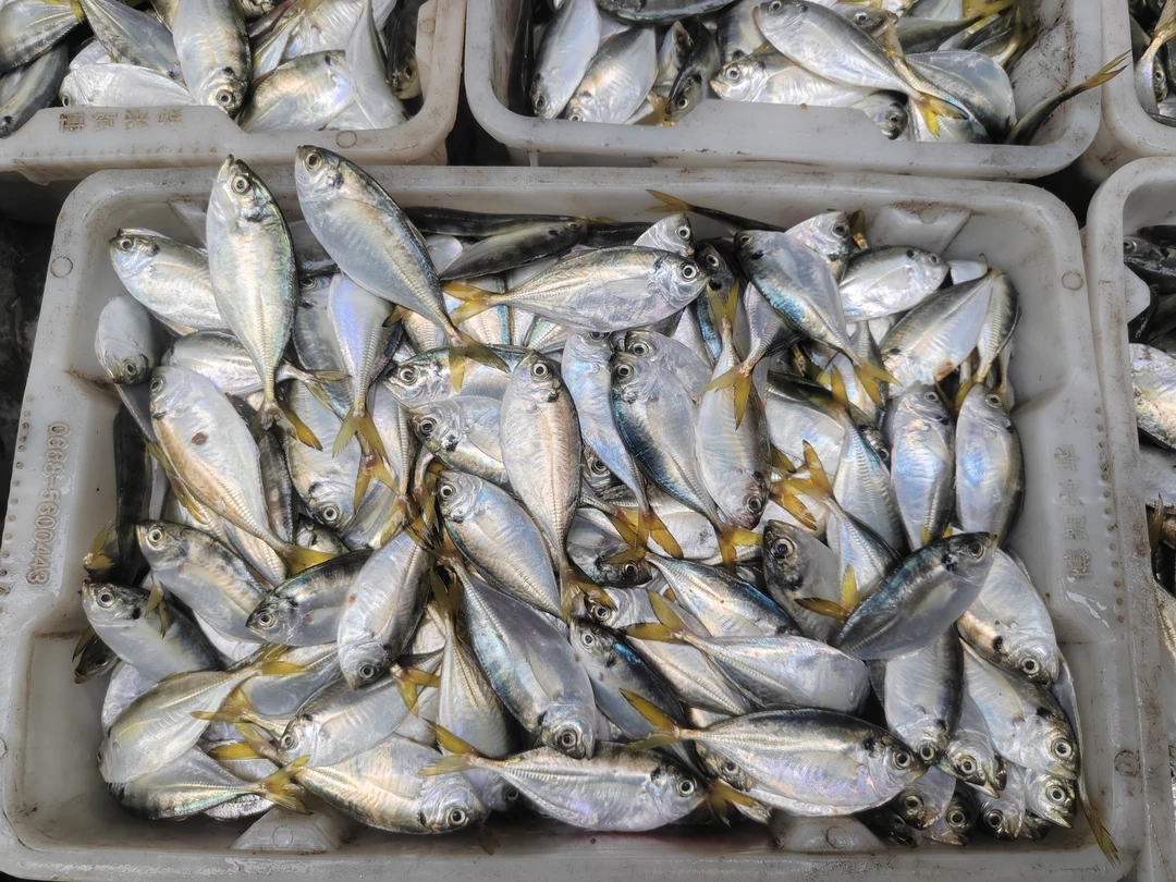 天然结尾鱼一斤22条 发4斤西瓜皮小鱼吉尾鱼顺丰发货的小海鱼