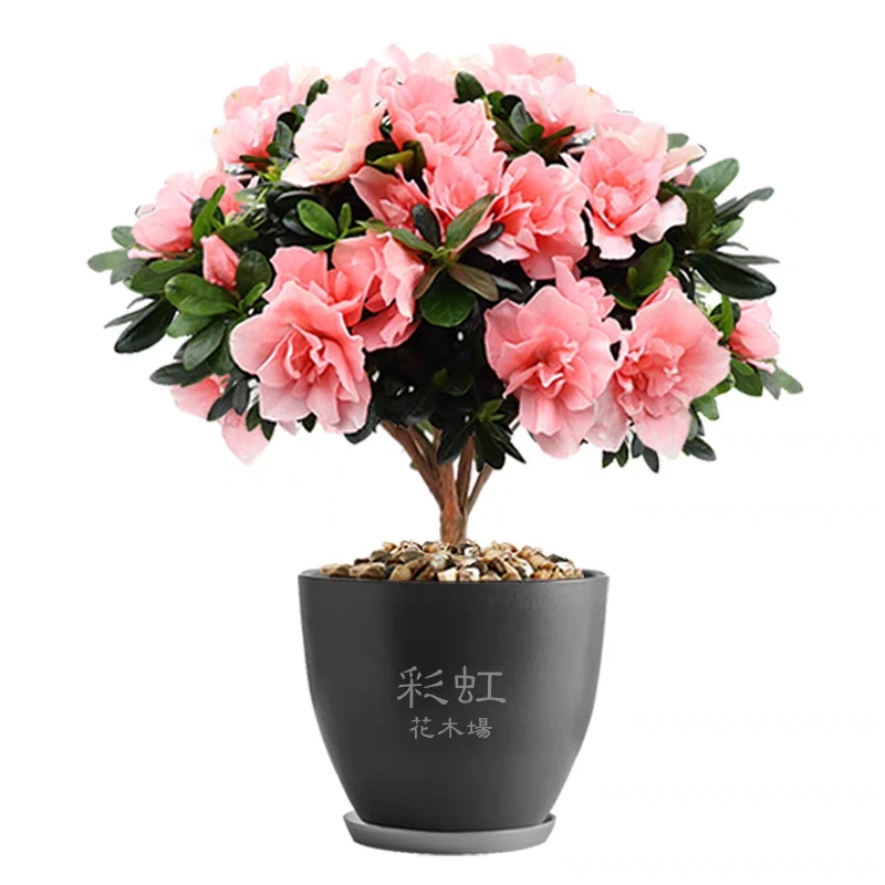 杜鹃花盆栽比利时西洋杜鹃花苗四季开花庭院阳台花卉带花苞包邮