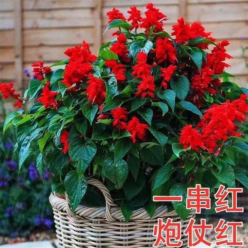 一串红耐寒耐热四季花卉室外阳台四季花室外阳台庭院道路绿化耐热