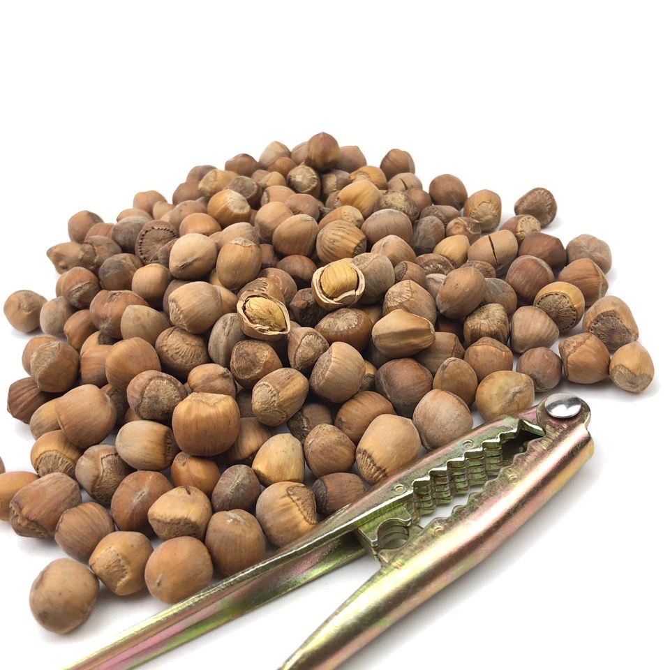 《晒干》生吃自然晒干野生榛子/坚果（送开口器）