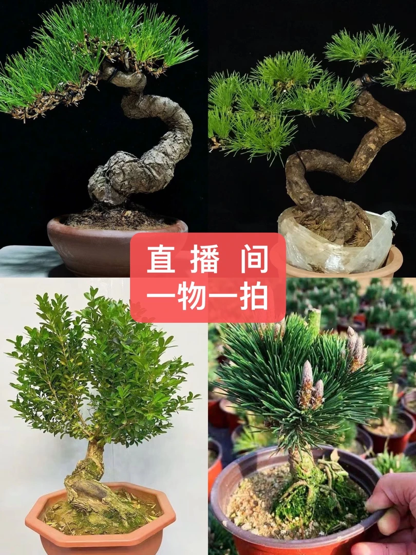 黑松老桩盆景嫁接千寿丸盆栽济州真柏新西兰等绿植花卉四季常青
