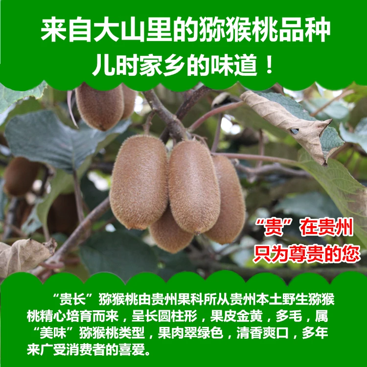 贵州修文贵长猕猴桃9.5斤 绿心奇异果鲜果 翠香清爽维C加倍