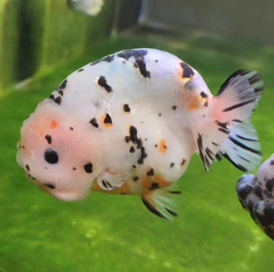 三一金鱼兰寿百褶泰狮奶牛红白樱花麒麟冷水广温耐养淡水观赏鱼