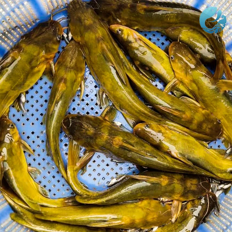 渔场直发四川黄辣丁 每条2-10g 生态养殖黄辣丁