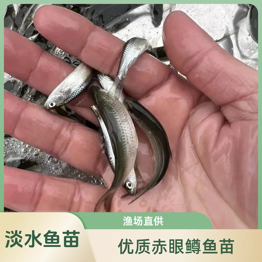 优质赤眼鳟鱼苗红眼鲮鱼赤眼鳟淡水鱼宠物观赏鱼渔场直发一手货源