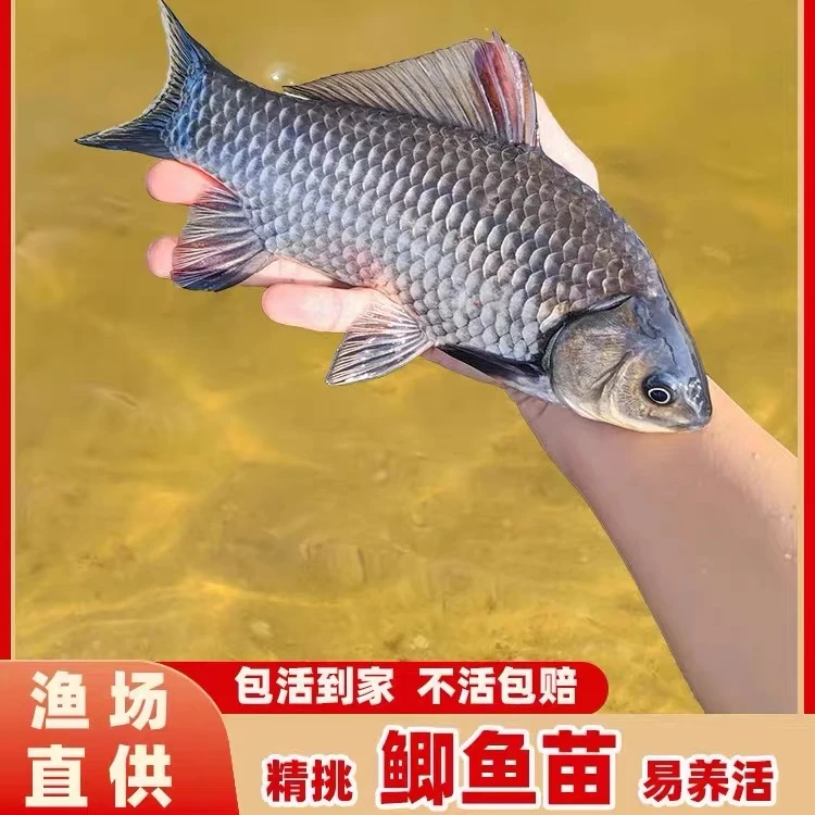 中科鲫鱼苗东北鲫鱼湘云鲫鱼工程鲫鱼土鲫鱼淡水养殖渔场直供包活
