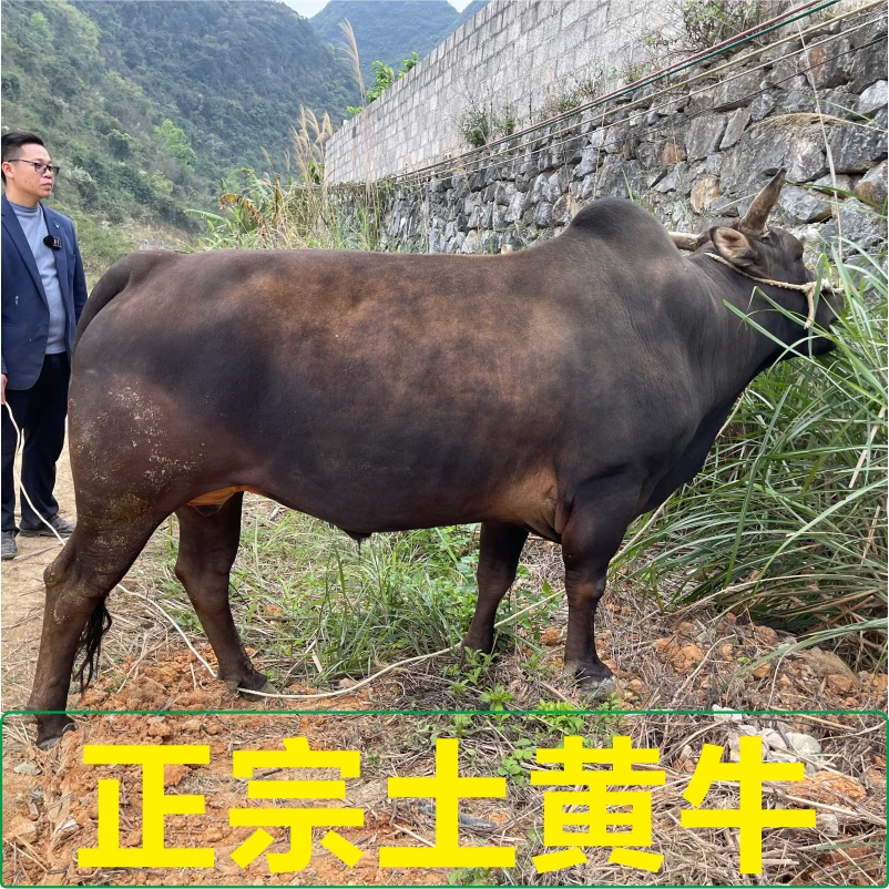 【前腿肉】正宗农村土黄牛新鲜现杀-顺丰包邮