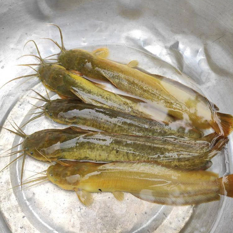三黄塘角鱼塘鲺鱼4-6厘米胡子鲶鱼