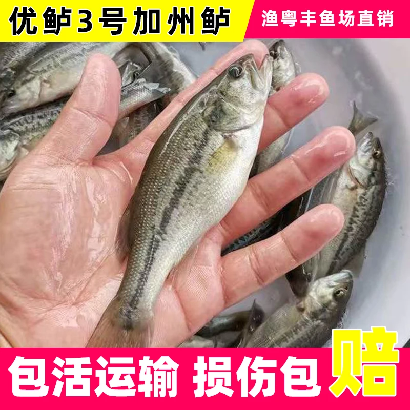【活体】鲈鱼3-12公分小规格批发 水族观赏