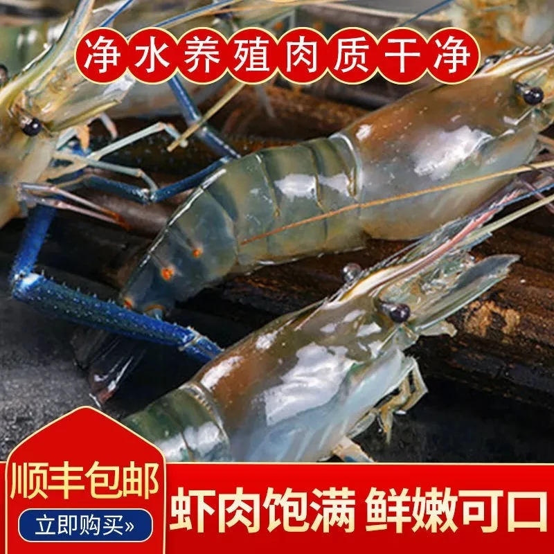 罗氏虾大头虾草虾淡水虾新鲜高回购活活压冰发货20只左右/斤