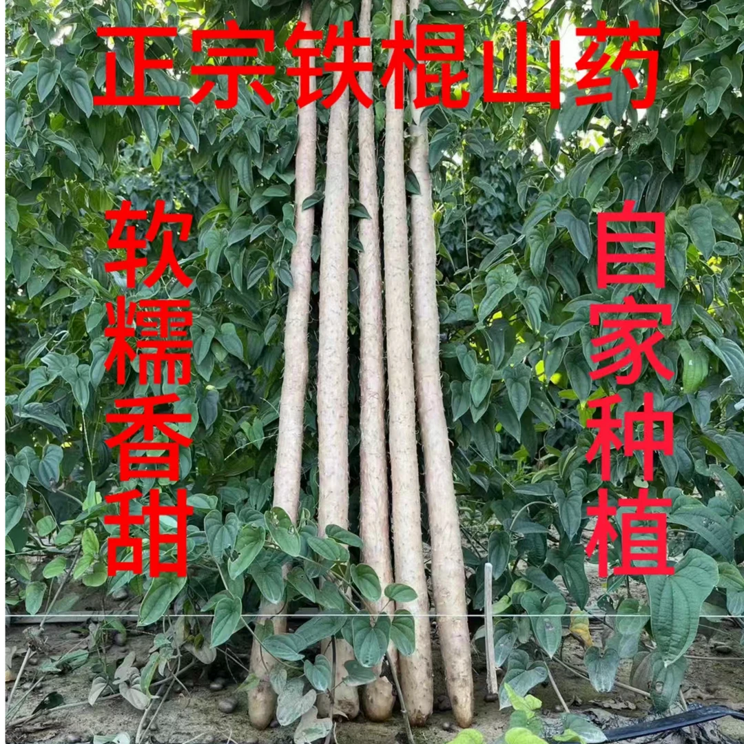 正宗铁棍山药2024年新果产地直发新鲜现挖软糯香甜