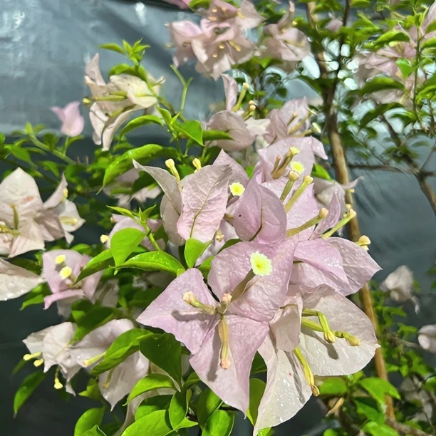 【1号】直播间一物一拍三角梅基地直发·即见即所得~鲜活绿植
