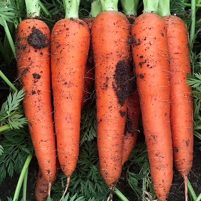 2024精选新鲜非水洗胡萝卜蔬菜萝卜生吃应季甜脆多汁产地直发包邮