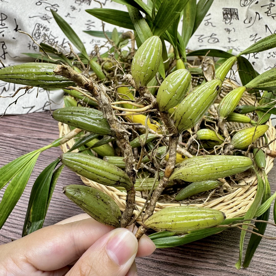 【石仙桃】石橄榄微甘双叶胶质丰富可搭配陈皮煲炖煮