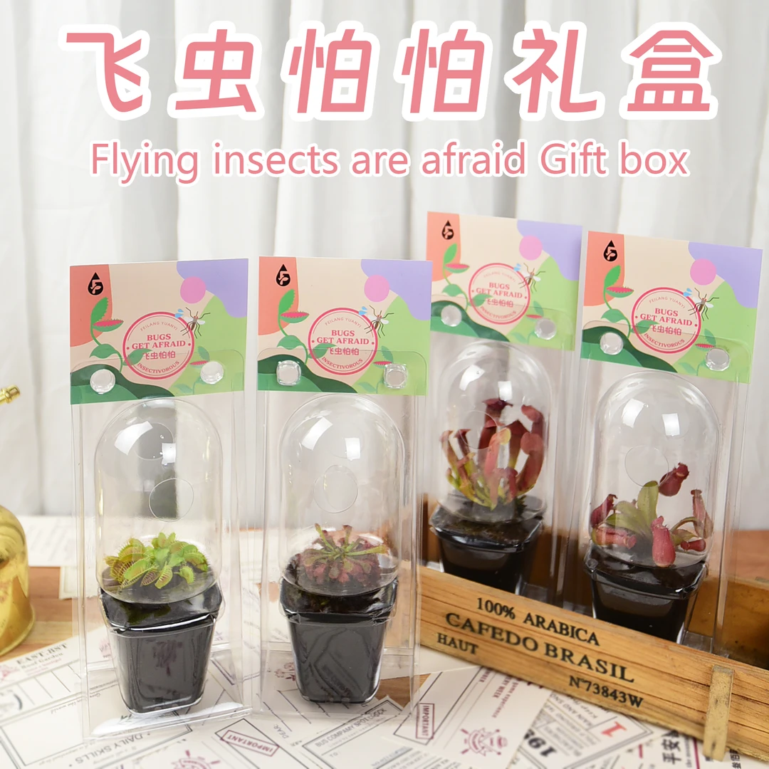 飞虫怕怕迷你提盒食虫植物新奇有趣创意礼物植物盆栽伴手礼品客厅