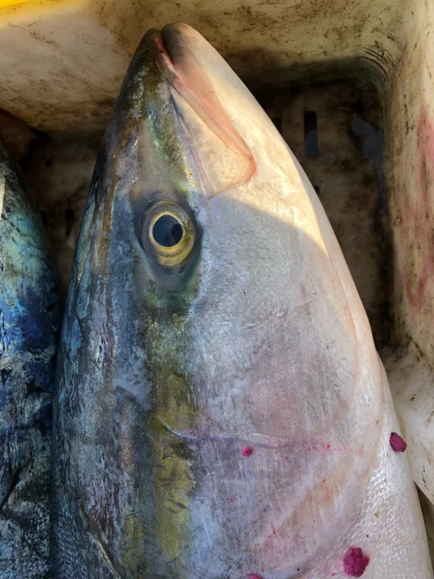 鱍鱍 五斤江浙沪专属链接 码头现场称重 客户指定鱼类