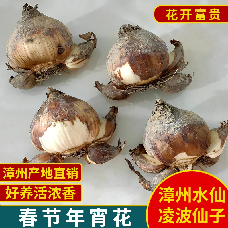 正宗清新漳州水仙花花园玄关可土培水养植物花卉凌波仙子花香浓郁