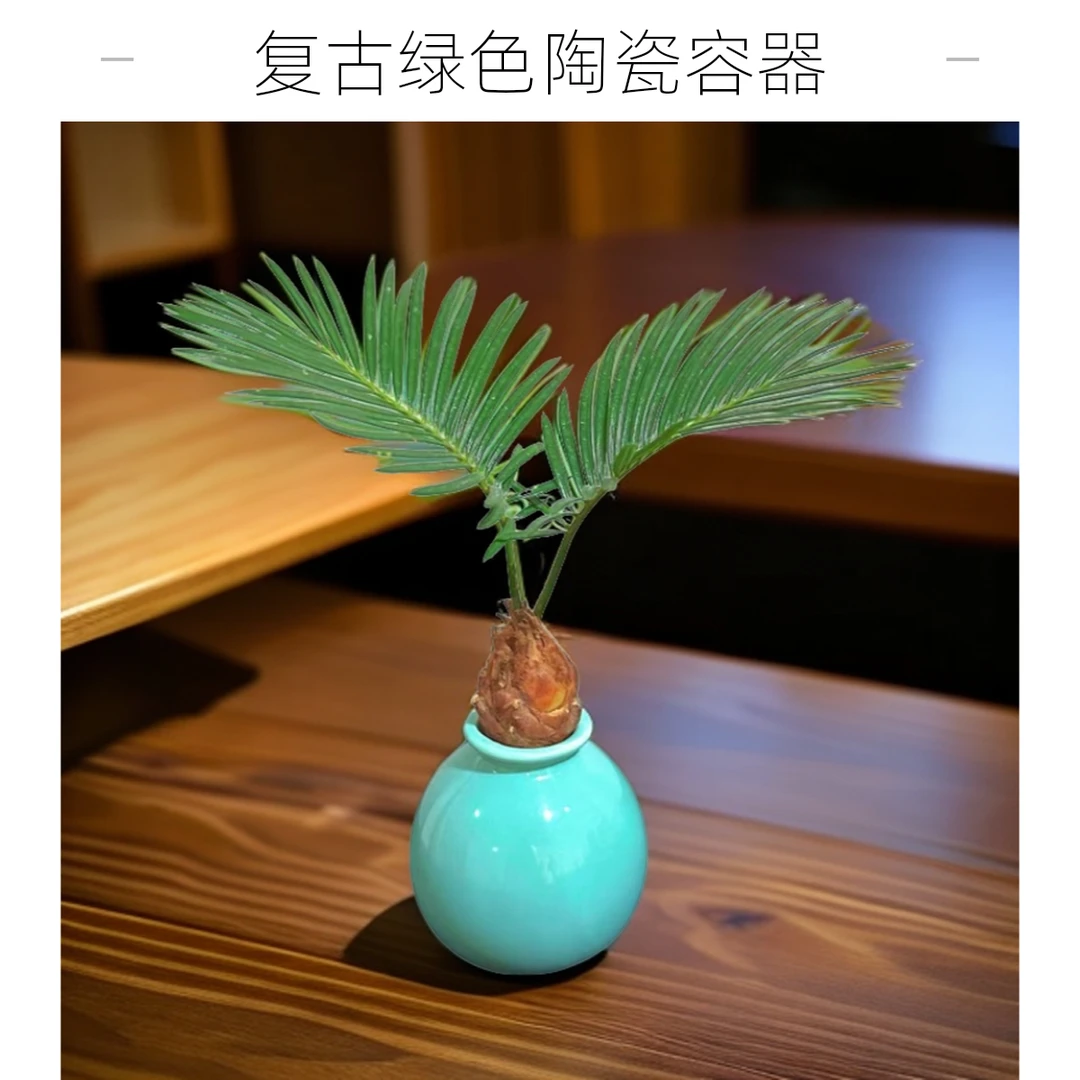 水培铁树蓝色瓶小盆栽