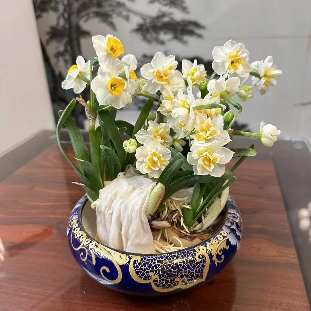 年宵花雕刻水仙养护好带花苞正宗漳州特产水培花香浓香型