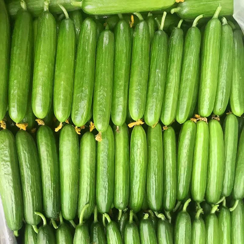山东水果黄瓜现摘现发即食小黄瓜1-4.5斤