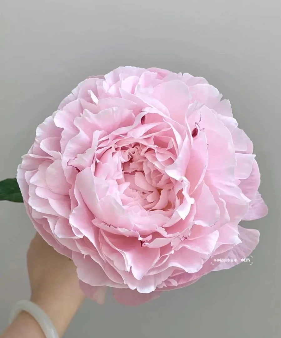 进口芍药种苗 粉色系品种：尼可沙2-3芽