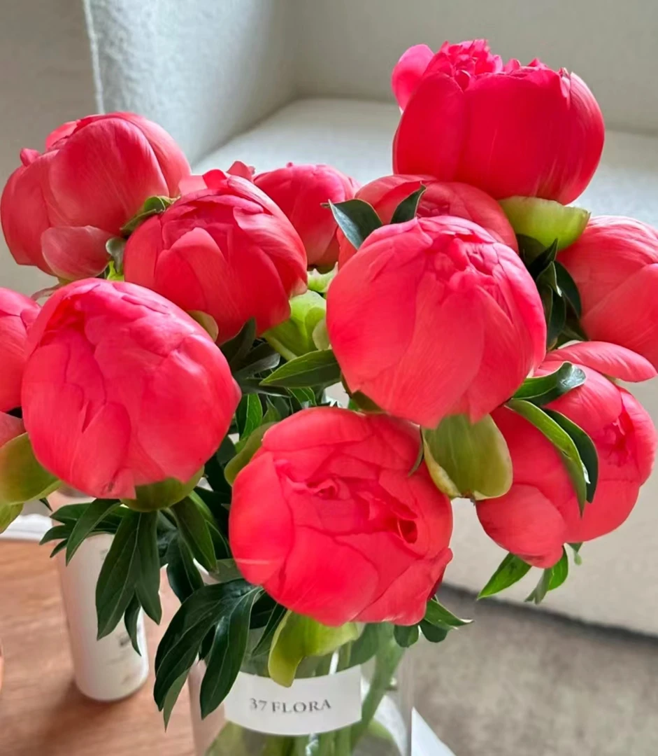 进口芍药种苗预售秋季珊瑚落日，珊瑚夏威夷，珊瑚魅力，珊瑚魔法