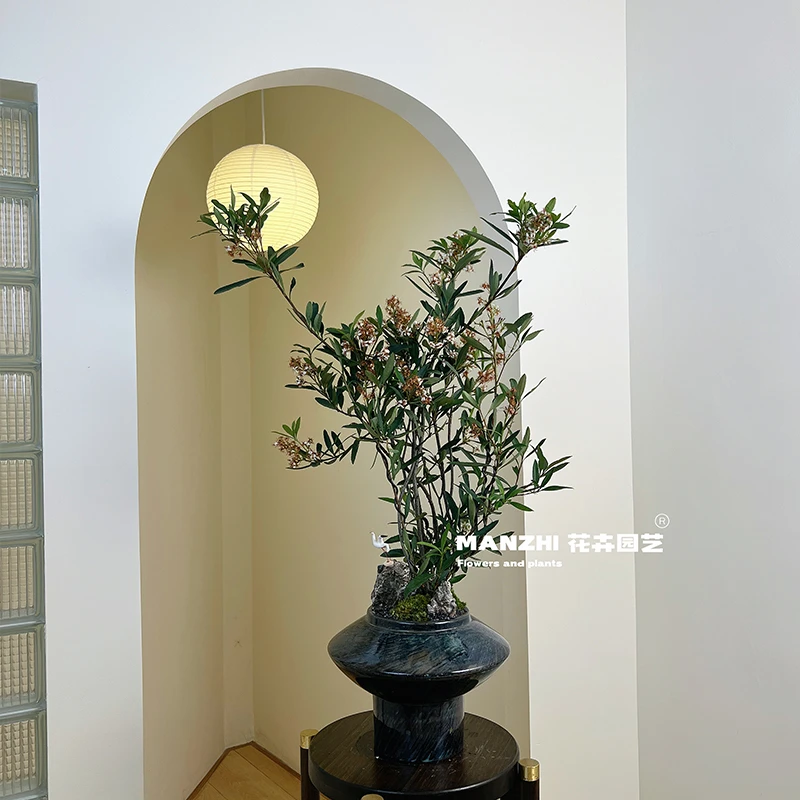 海岛春花石斑木【一物一拍】室内客厅茶室办公室阳台绿植耐寒耐旱