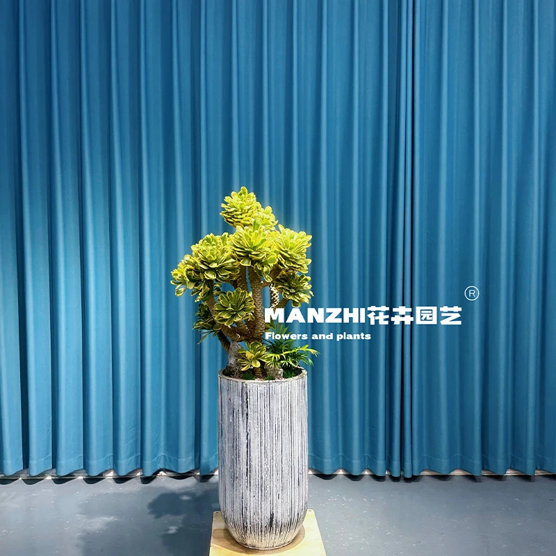 【一物一拍】麒麟扇贝多肉植物仙人掌客厅阳台庭院盆栽耐旱好养活