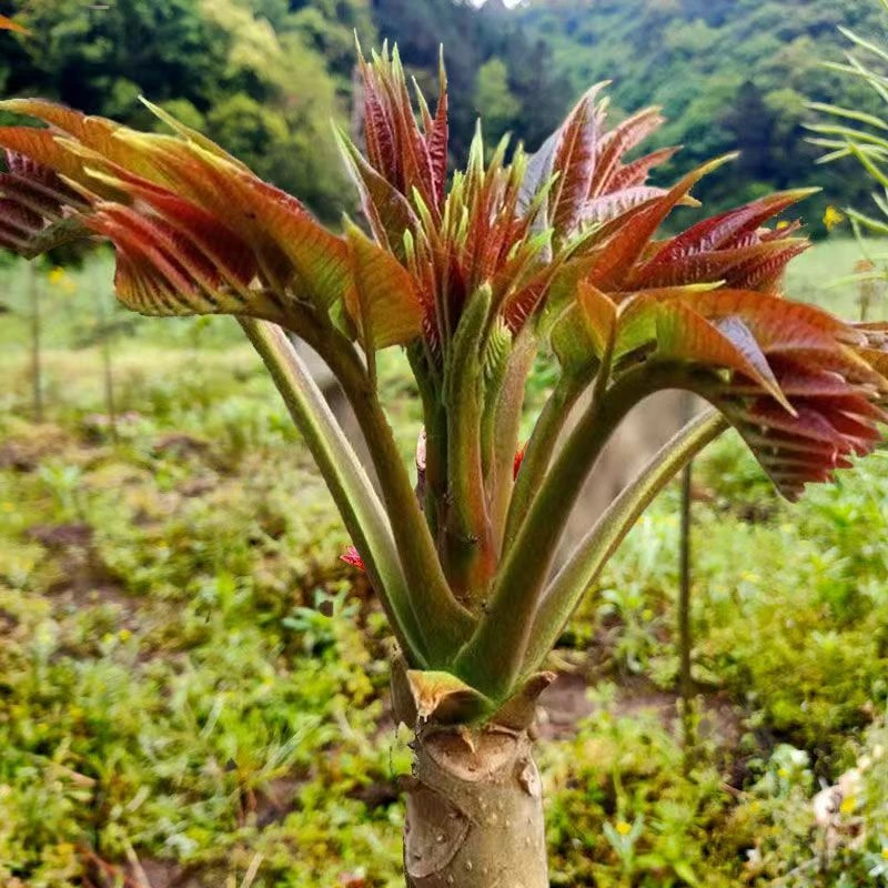 【顺丰包邮】露天野生香椿嫩芽现摘现发鲜嫩香椿芽新鲜应季蔬菜头茬