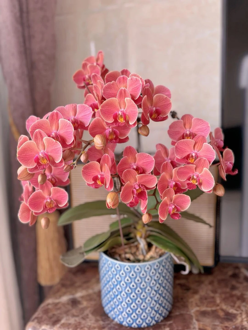 蝴蝶兰苗【纳博纳】3.5寸杯苗（满30包邮）