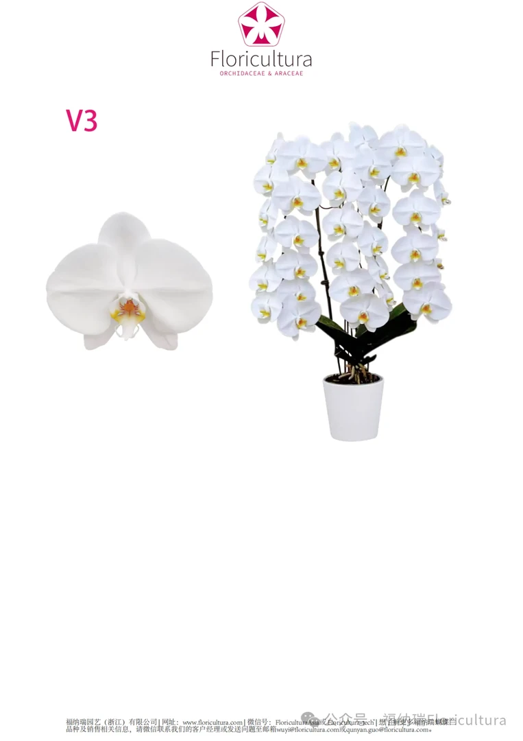 蝴蝶兰苗【大白V3 】3.5寸杯成熟苗（满30包邮）