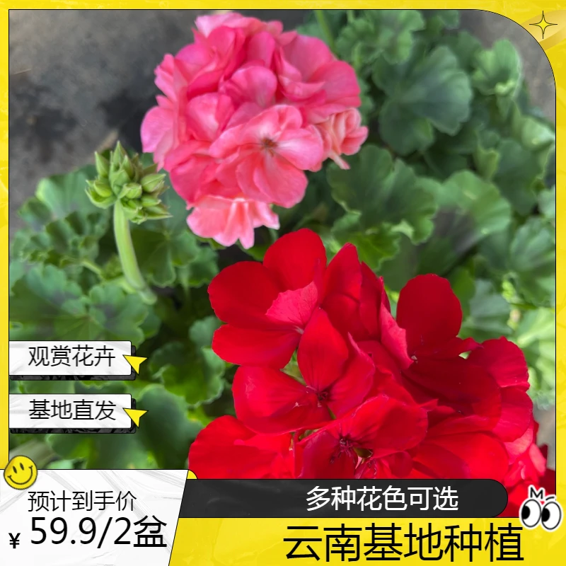 天竺葵双十一链接，两盆，收到不满意联系客服，售后期7天，介意别拍