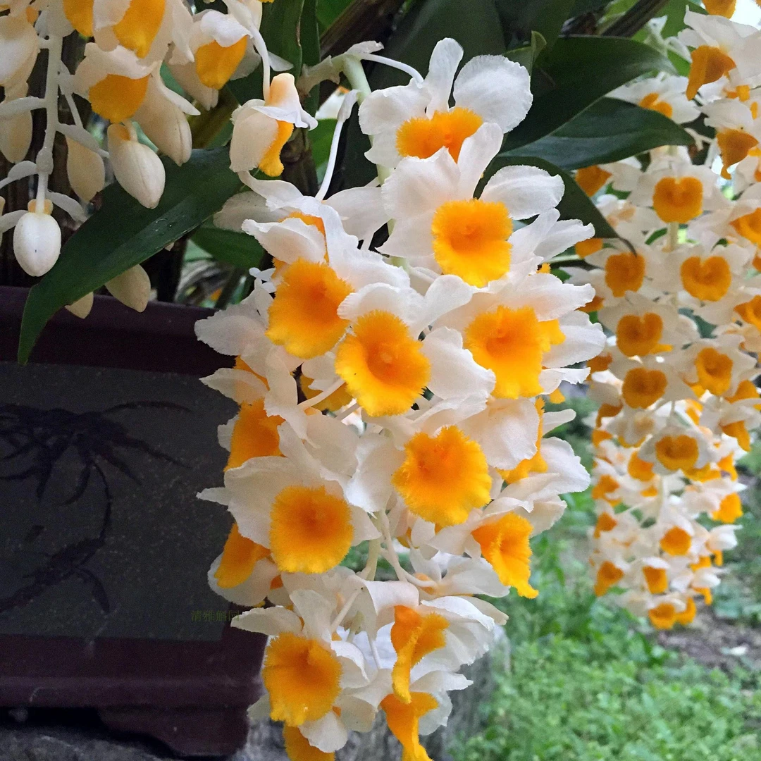 球花石斛 云南高山养殖，生命力强，好吃好养，容易爆花清雅实物使用