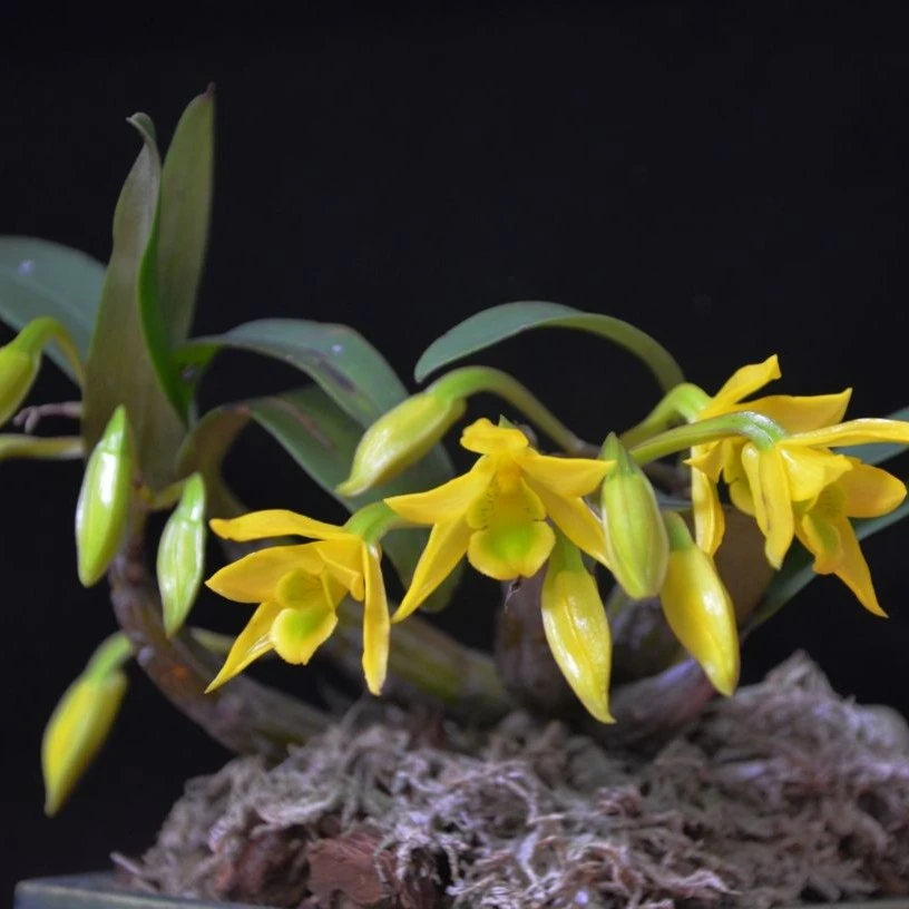 【龙年】翅梗石斛（蜡质花，好吃，花期长，浓香型） 植施肥生长优雅种植