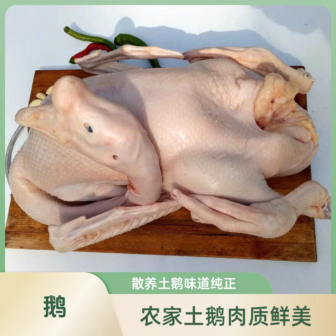 农家散养吃粮食土鹅肉