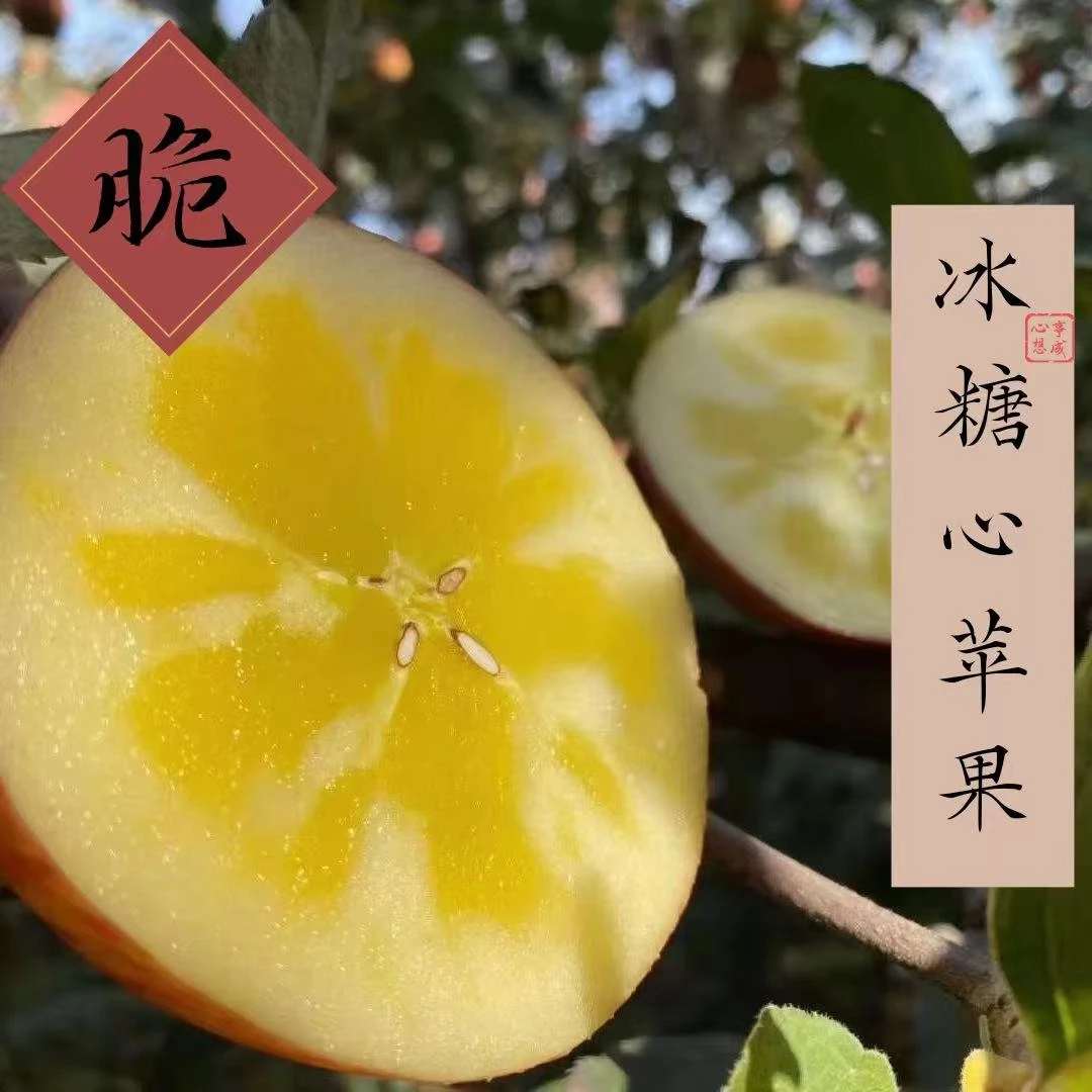 新疆阿克苏冰糖心苹果正宗脆甜糖心富士优质水果9斤装产地直发