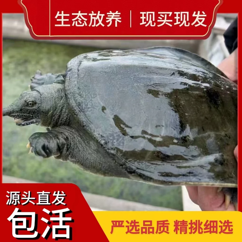 HZ【浙江基地拍一发4只】鲜活生态甲鱼营养丰富4只 顺丰包邮