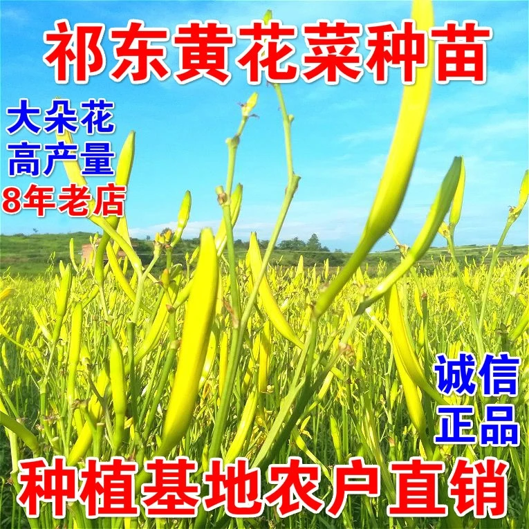 黄花菜苗优良珍品正宗湖南祁东黄花菜金针菜种植株根茎忘忧草黄色