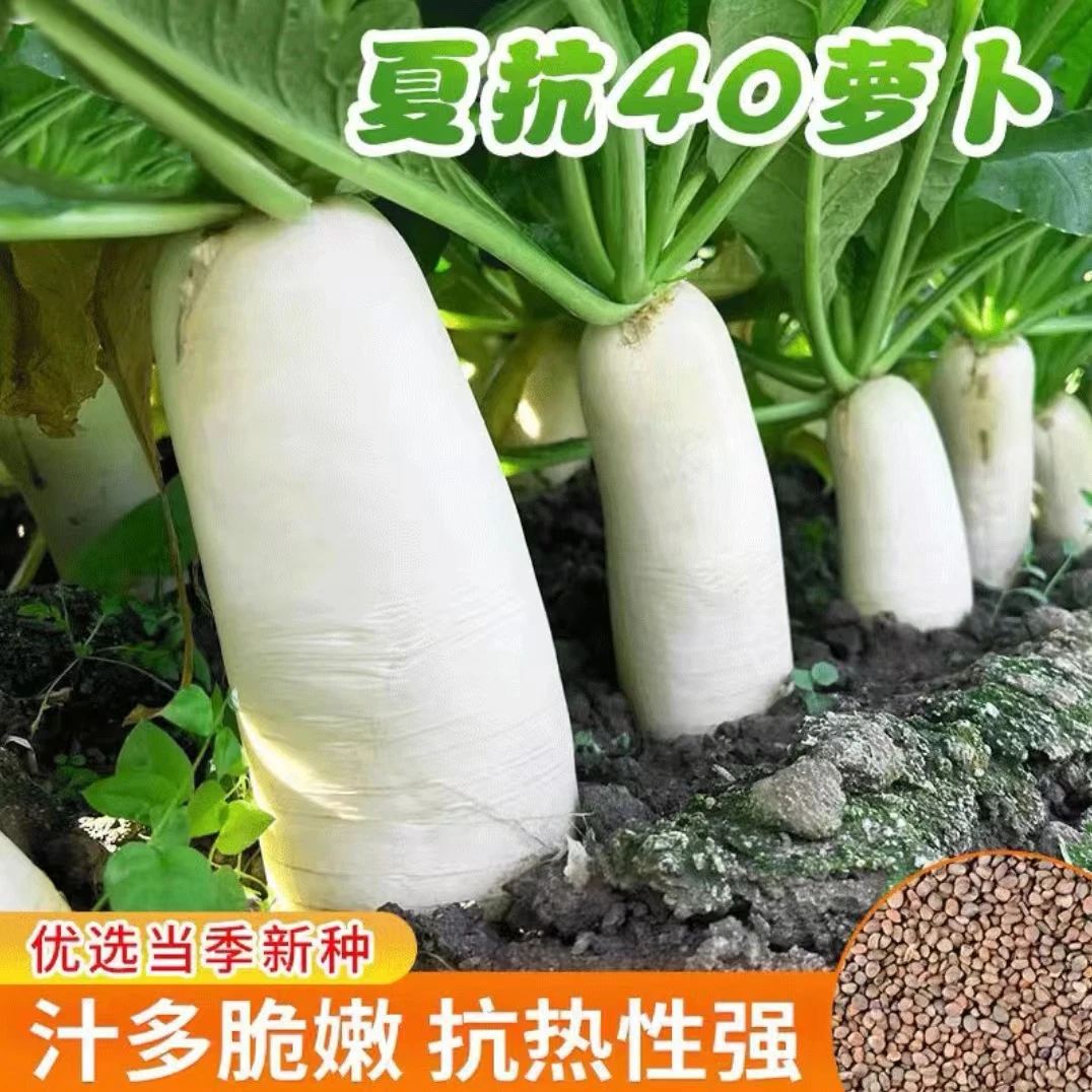 抗热萝卜种子5-8月种植高产脆甜水果白玉萝卜种子耐高温耐热夏季