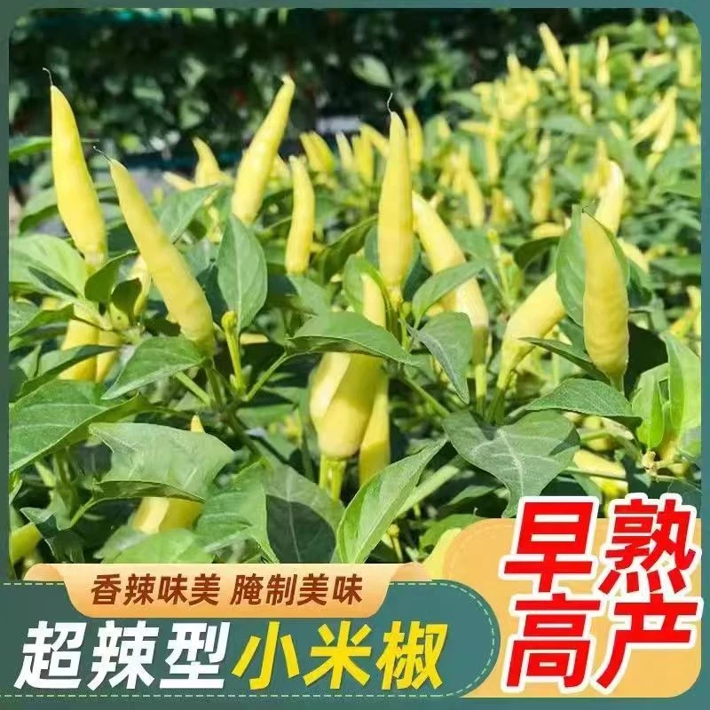 小米辣白色辣椒种子泡椒种籽高产辣椒种子盆栽小院四季超辣辣椒籽