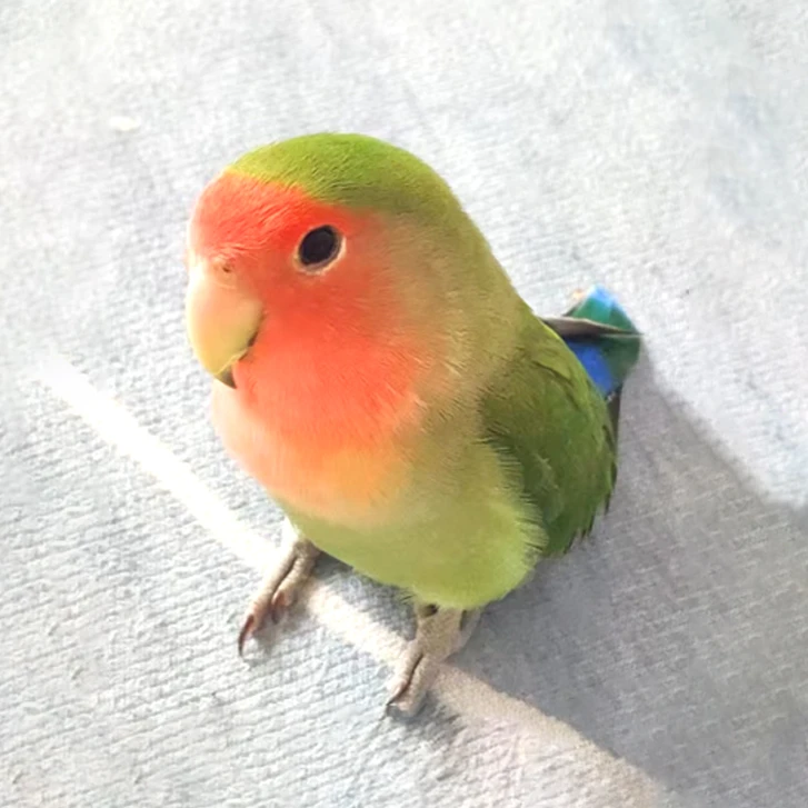 鹦鹉活体牡丹鹦鹉活鸟宠物鸟包邮