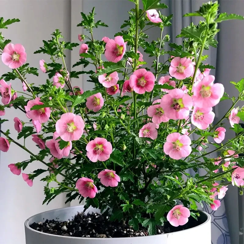 小木槿盆栽带花苞四季棒棒糖耐寒阳台庭院花苗多年生木本花卉包邮