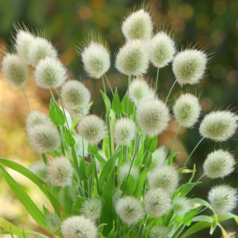 四季兔尾草盆栽狐狸尾花苗观赏草植物庭院阳台花卉耐热耐寒多年生