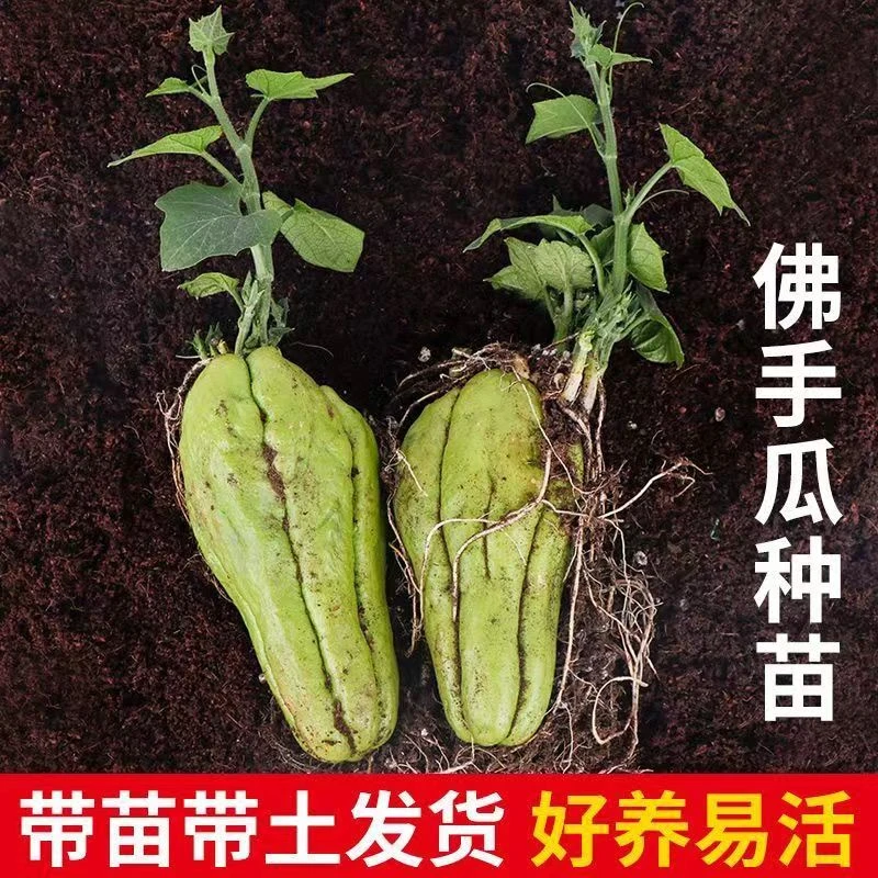 佛手瓜苗优质秧苗带芽带土早熟高产四季好养蔬菜苗龙须菜庭院种植