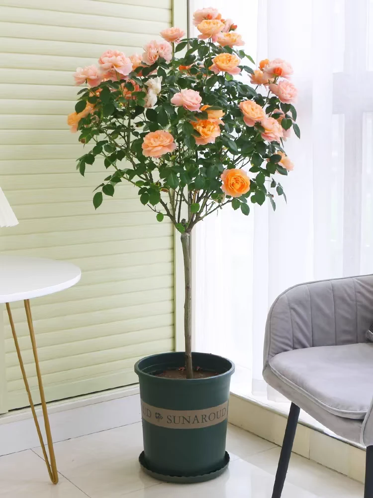 果汁阳台月季棒棒糖树桩月季花四季开花植物庭院多头玫瑰