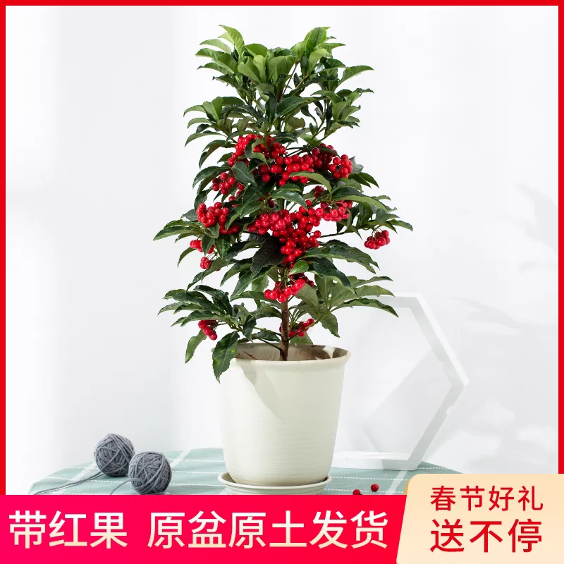 富贵籽盆栽金玉满堂室内耐寒花卉红凉伞黄金万两年宵花卉喜庆带果