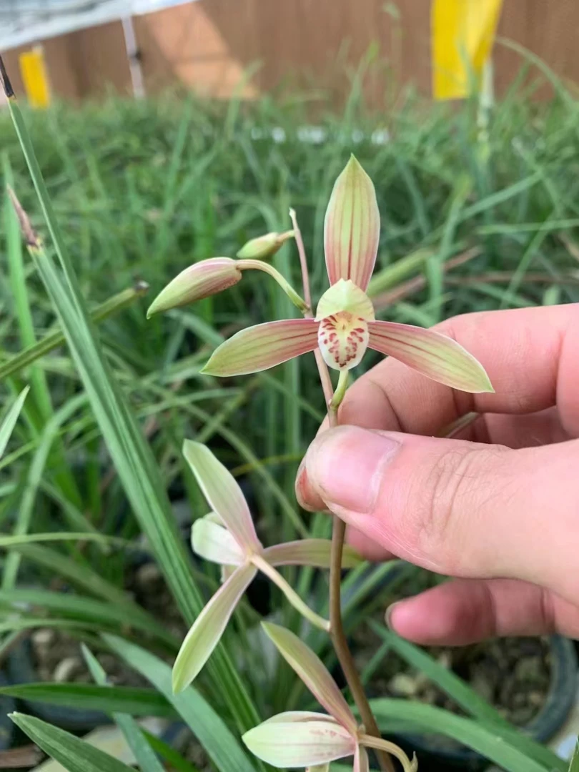 瓯江建兰练手草两组（有叶斑，焦尖，介意勿拍。）每组2-3苗，裸根发货。