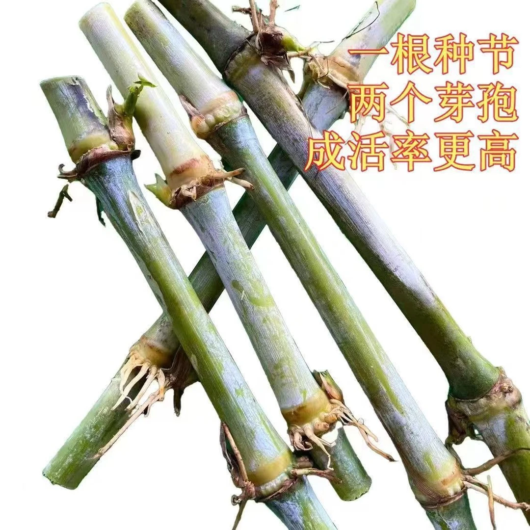 《1000牙批发》无毛甜象草优质种节高产巨菌草耐寒黄竹草坏苗补发