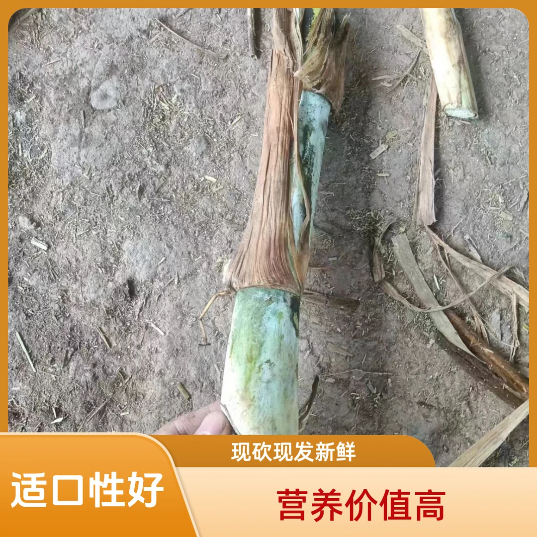 （中华良草）耐寒高产 优质 节杆粗大 现砍现发新鲜 饲料牧草