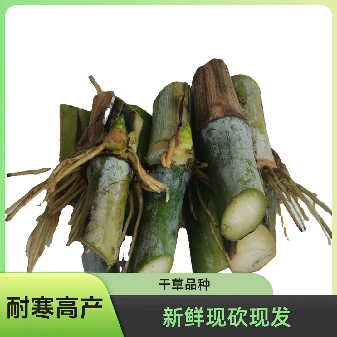 耐寒高产正宗金牧良草  中华良草  现砍现发新鲜